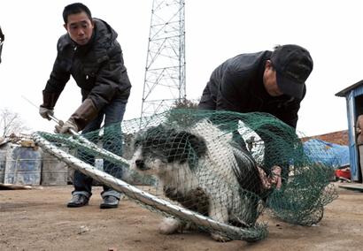 天价寻狗的背后竟是套路  真的寻狗却遭遇敲诈