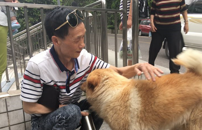 网红狗狗无论晴天下雨都在李子坝等待主人回家