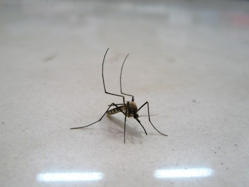 蚊子為什麼總是找你咬？可能因為你有這樣的特質