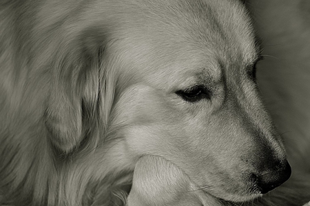 姑娘你的“贵宾”犬要这样画