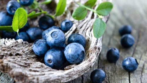 蓝莓这种水果很多时候你都没有品尝过，但它的价值却堪比人参