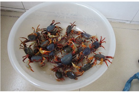螃蟹保存新鮮的正確方法，活螃蟹放了一晚上死了太浪費