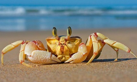 死螃蟹能吃吗？螃蟹：看我死了多久了！你流口水的样子是认真的吗？