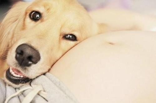 孕妇可以养狗吗？这3点让你与狗狗快乐相处.jpg