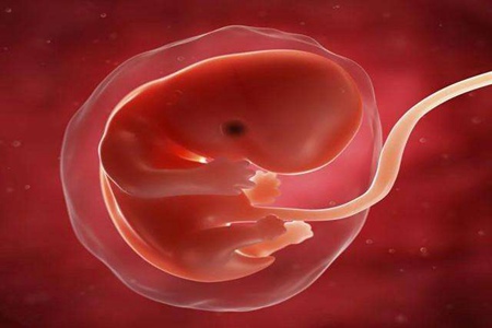 孕早期胎儿