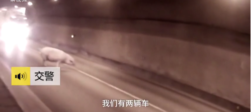 “二师兄”越狱被堵高速隧道 悠闲散步不知危险