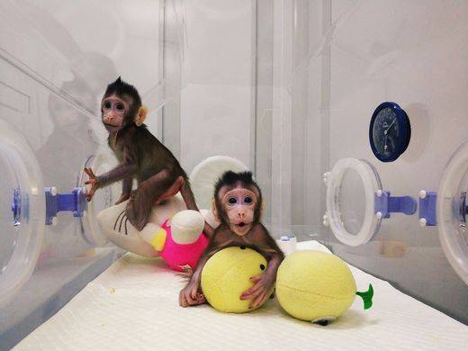 世界生命科学的重大突破！中国科学家率先成功克隆出猴子