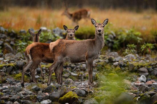 “僵屍鹿”蔓延北美恐感染人類，喪屍真的要變成現實嗎？