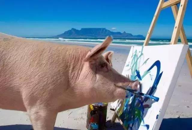 南非“猪加索” 一画值千金？