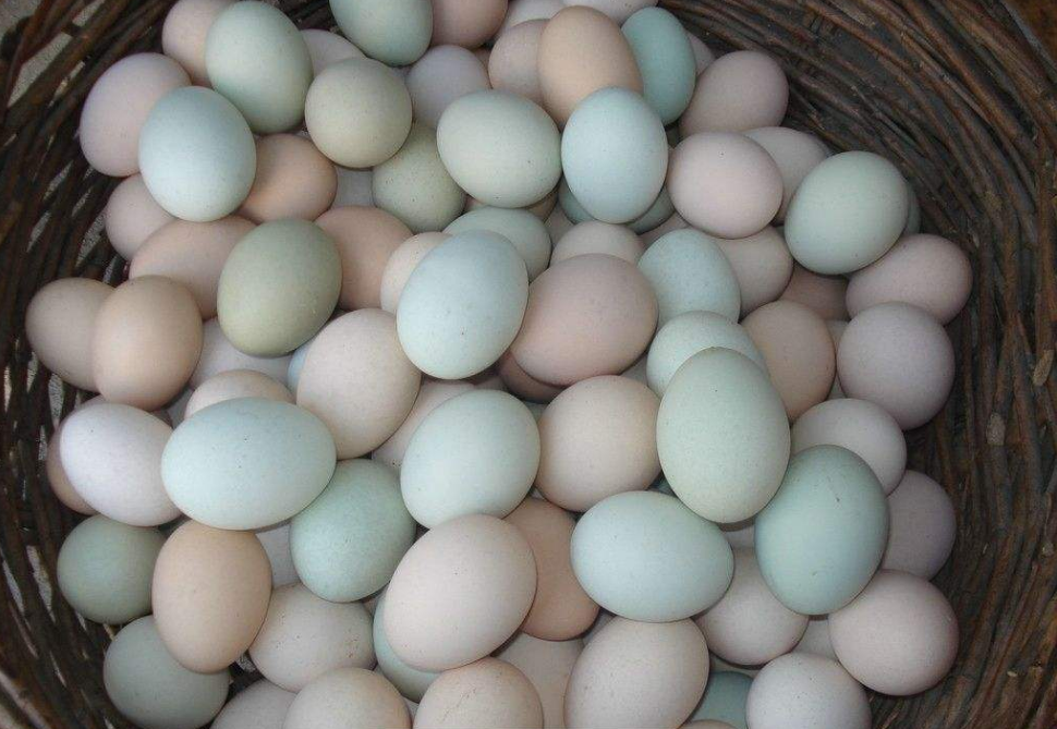 白壳鸡蛋和黄壳鸡蛋那种鸡蛋营养比较高？怎么挑选好的鸡蛋？