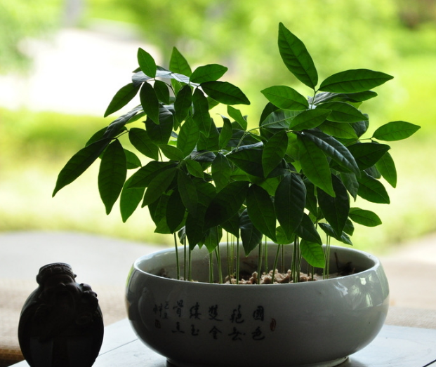 不同的綠植小知識 讓你健康呼吸每一天