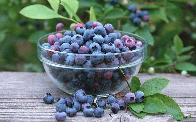 蓝莓的功效和作用知多少？对于女性皮肤也有帮助！