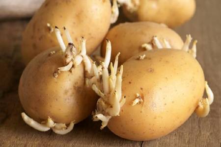 土豆发芽了还能吃吗？吃了发芽的土豆是否会中毒