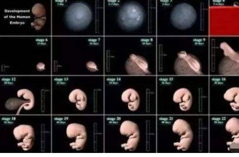 孕妇关注胎儿必知常识 哪几周是胎儿畸形的高发期