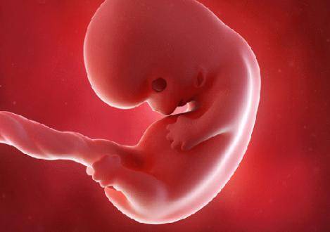 胚胎发育过程是什么样 胎儿几个月成形
