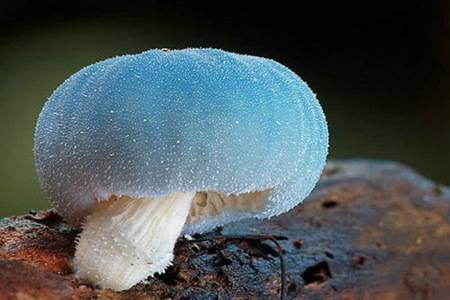 三种不能吃的蘑菇种类 食用见手青能看见小人是中毒现象