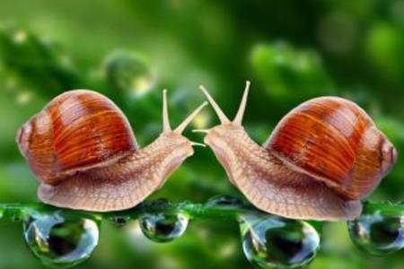  蜗牛的天敌是什么 哪种蜗牛有毒养蜗牛会带来病毒吗 