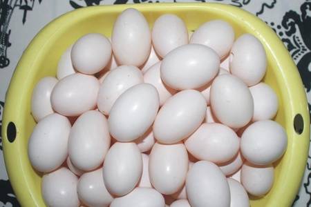 鸽子蛋怎么吃最有营养？鸽子蛋的营养价值及功效