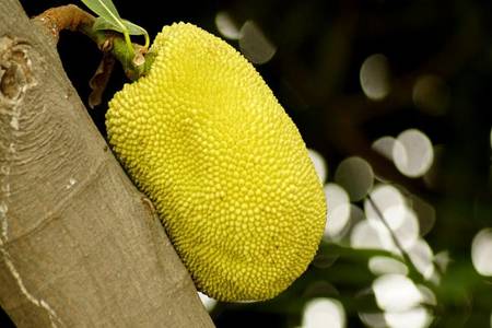 菠蘿蜜的營養價值 喜歡吃菠蘿蜜有什麼好處