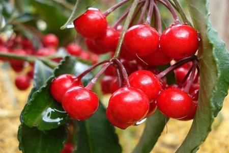 樱桃的营养价值与食用功效 樱桃有什么好处？