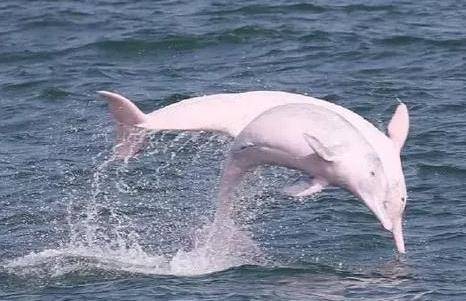 广西梧州鸳江大桥附近疑似出现中华白海豚 是什么原因？