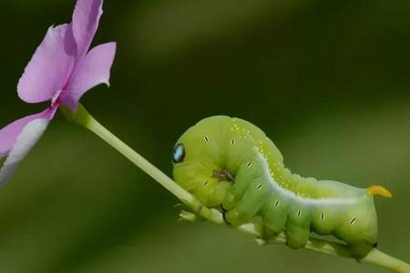 青菜蟲怎么去除最后變成什么 蝴蝶都是菜蟲蛻變的嗎
