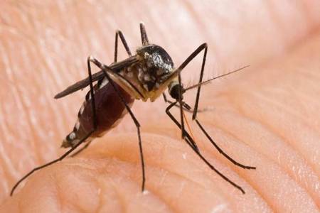 預防蚊子叮咬要做到哪幾點 這6類人蚊子最愛有你嗎