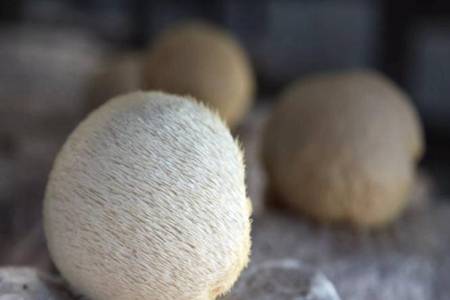 冬季有什么菌菇可以吃 香菇維生素D對抑制腫瘤有用嗎