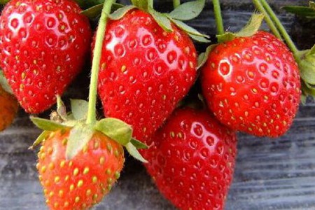草莓的功效与作用及营养价值？这五个功效明目养肝美容养颜