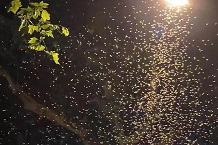 上海白蚁爆发引热议 为什么上海今年出现大量白蚁