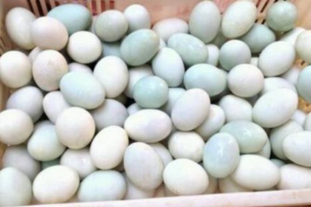 鴨蛋的營養價值及功效與作用？這五個好處美顏美膚清肺火